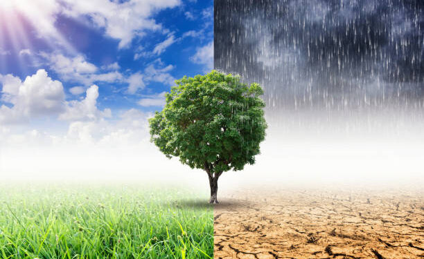 Landscape of Trees With the changing environment, Concept of climate change.