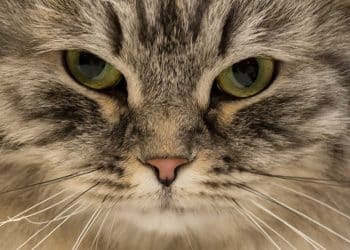 A British Black Silver Tabby adult male cat is judged at the 42nd 'Supreme Cat Show' organised by the Governing Council of the Cat Fancy and held in the NEC, Birmingham, central England on October 27, 2018. - The one-day Supreme Cat Show is one of the largest cat fancy competitions in Europe with over 800 cats being exhibited. Exhibitors aim to have their cat named as the show's 'Supreme Exhibit' from the winners of the individual categories of: Supreme Adult, Supreme Kitten and Supreme Neuter. (Photo by Oli SCARFF / AFP) (Photo by OLI SCARFF/AFP via Getty Images)